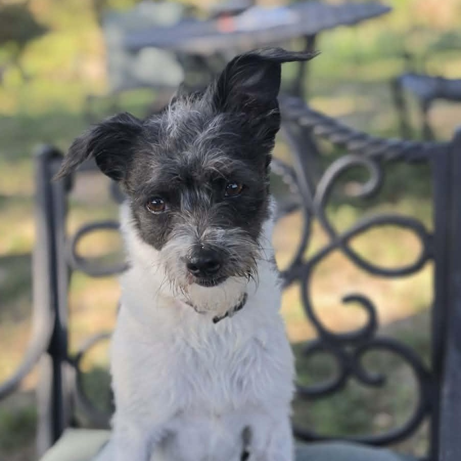 Daphne, Adopted, Young Female Yorkshire Terrier & Smooth Fox Terrier.