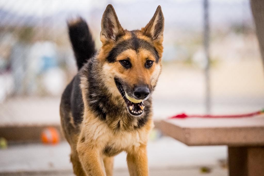 Enlarge Apollo, a Adoptable German Shepherd Dog in Twentynine Palms, CA image 1/6