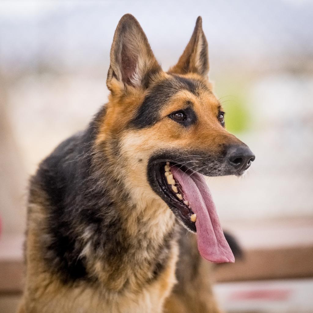 Enlarge Apollo, a Adoptable German Shepherd Dog in Twentynine Palms, CA image 2/6