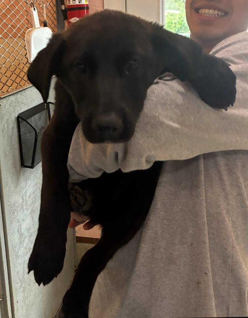 Enlarge Pansy, a Adoptable mixed breed in Thompson Falls, MT image 1/1