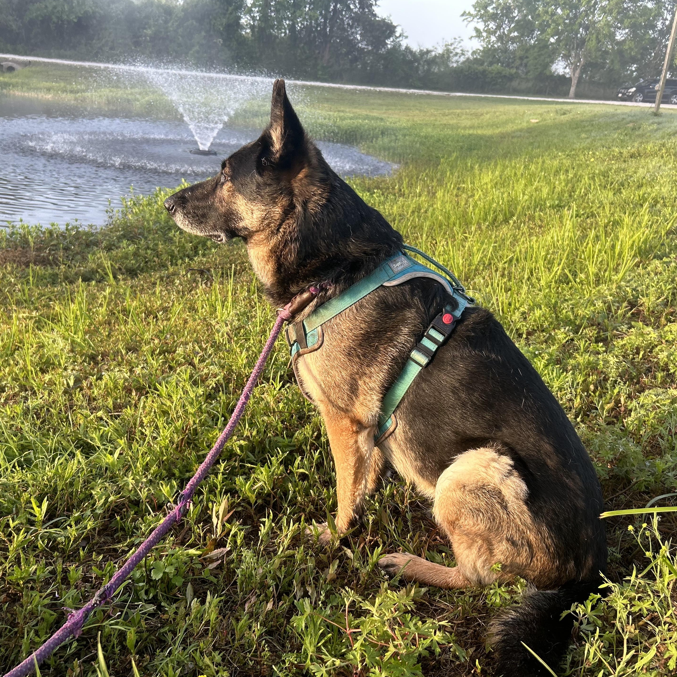 Enlarge Meeka, a Adoptable mixed breed in Troy, IL image 3/6