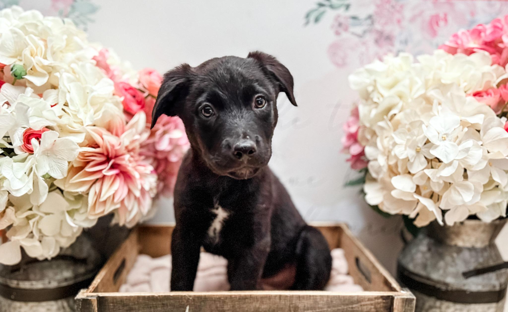 Pepper, Adoptable, Puppy Male Boxer & Spitz.