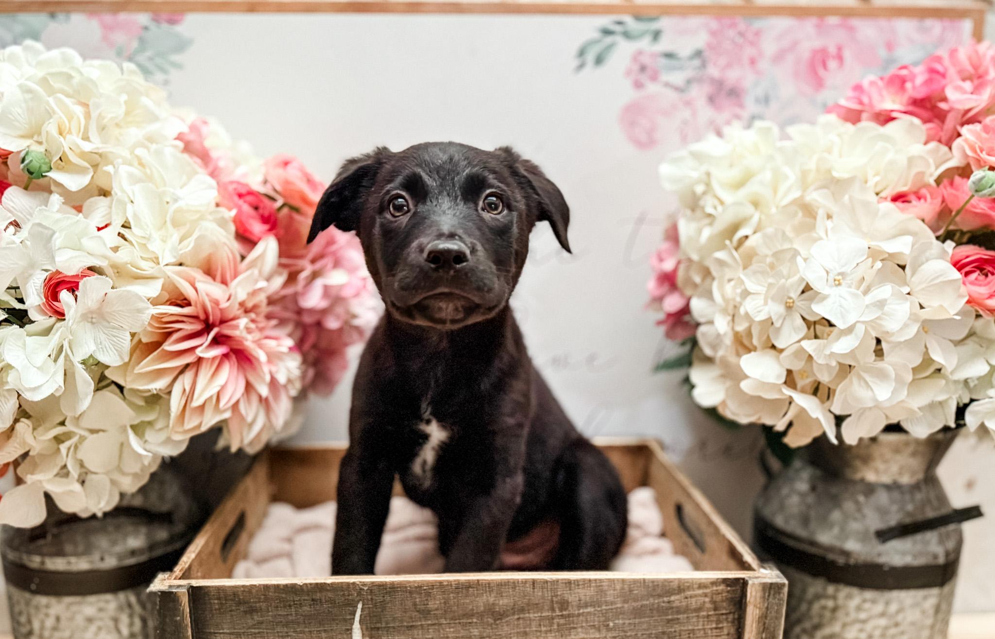 Enlarge Pepper, a Adoptable mixed breed in Newberg, OR image 2/4