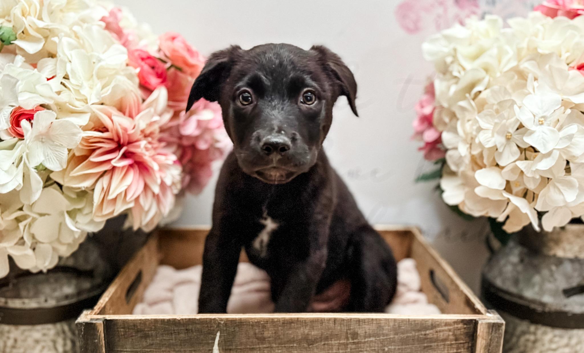Enlarge Pepper, a Adoptable mixed breed in Newberg, OR image 3/4