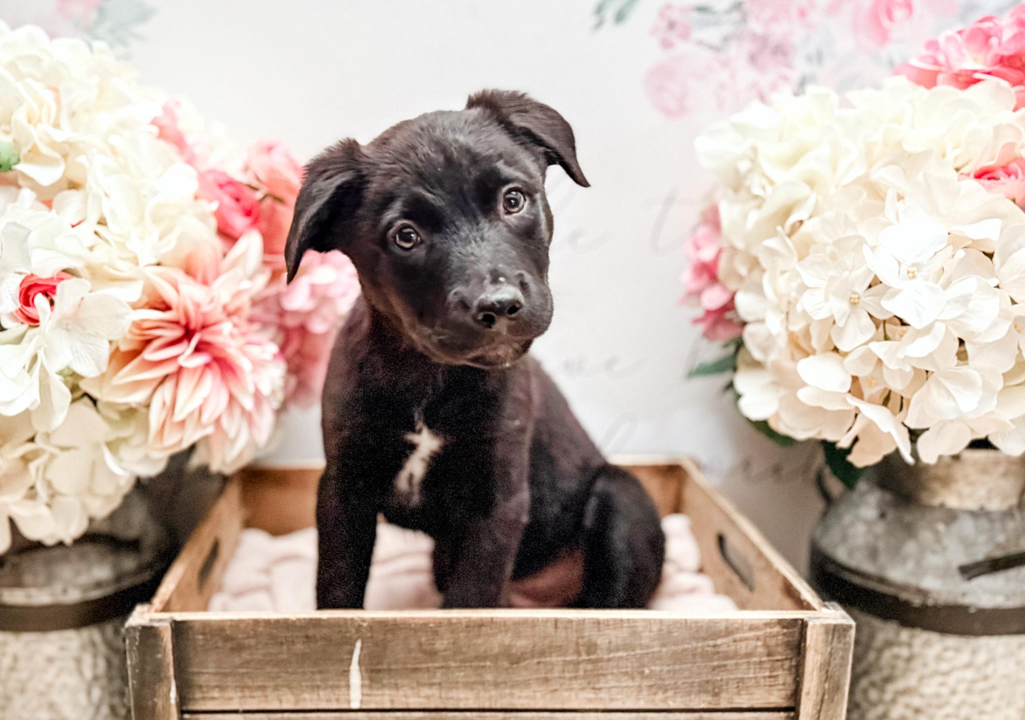 Enlarge Pepper, a Adoptable mixed breed in Newberg, OR image 4/4