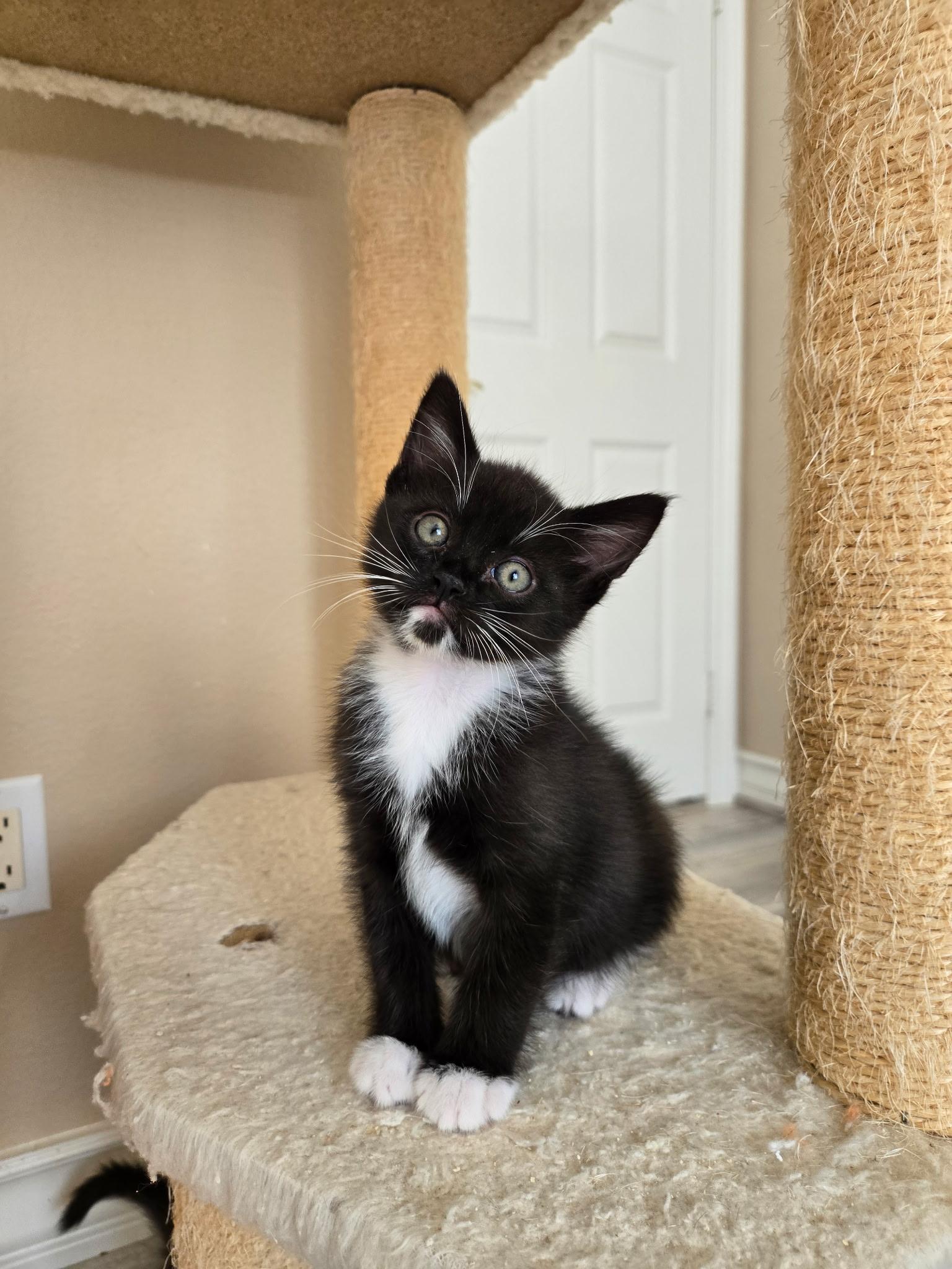 Enlarge Lucky , a ADOPTABLE Domestic Short Hair in Pacific Palisades, CA image 6/6