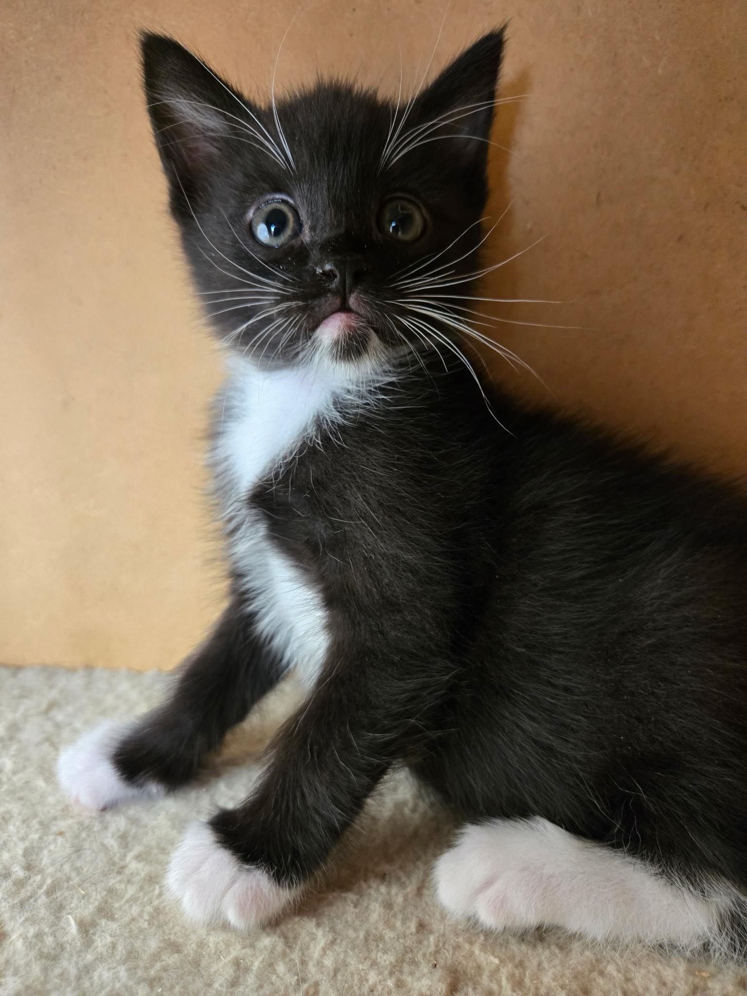 Enlarge Lucky , a ADOPTABLE Domestic Short Hair in Pacific Palisades, CA image 2/6