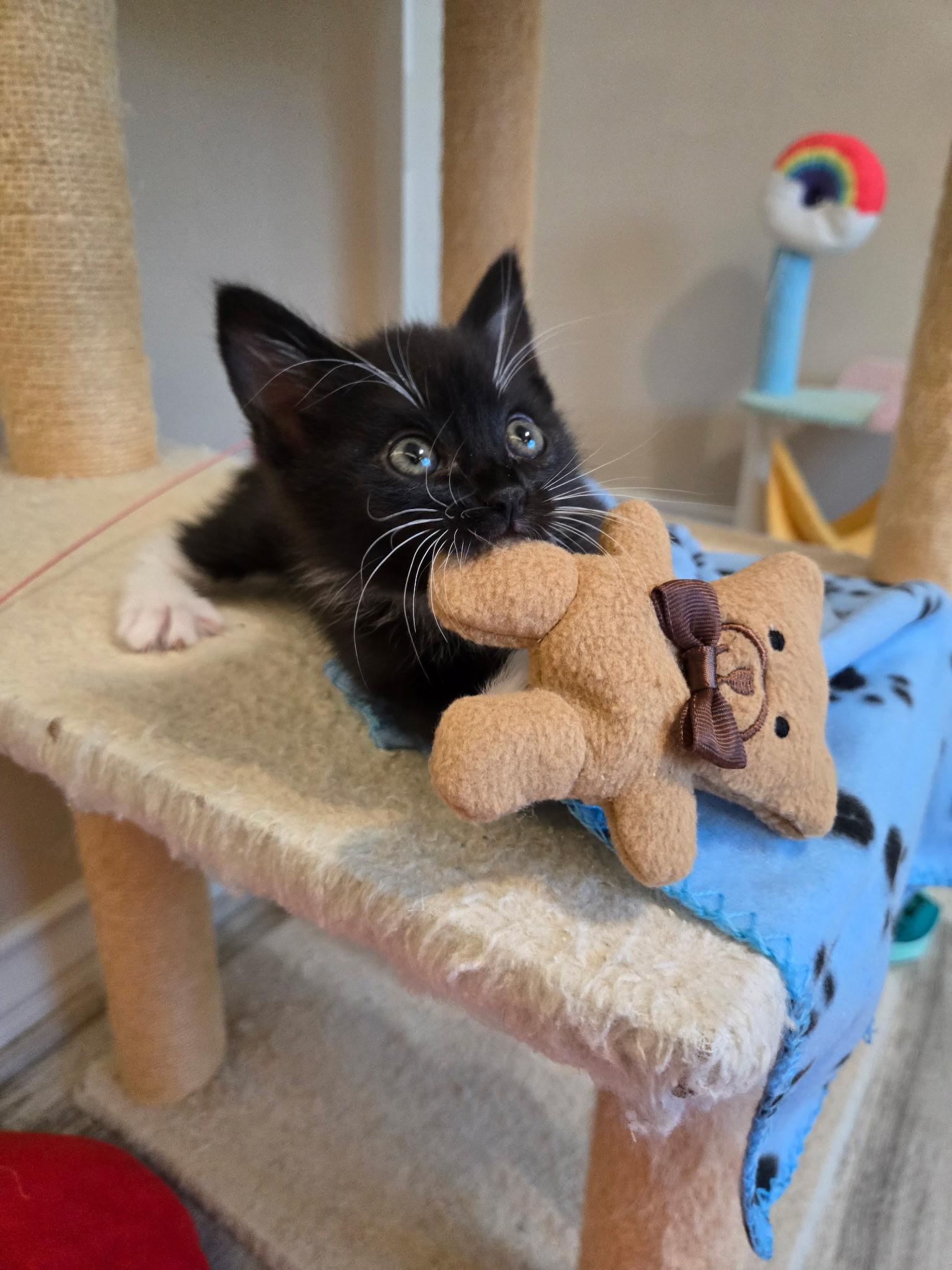 Enlarge Lucky , a ADOPTABLE Domestic Short Hair in Pacific Palisades, CA image 1/6