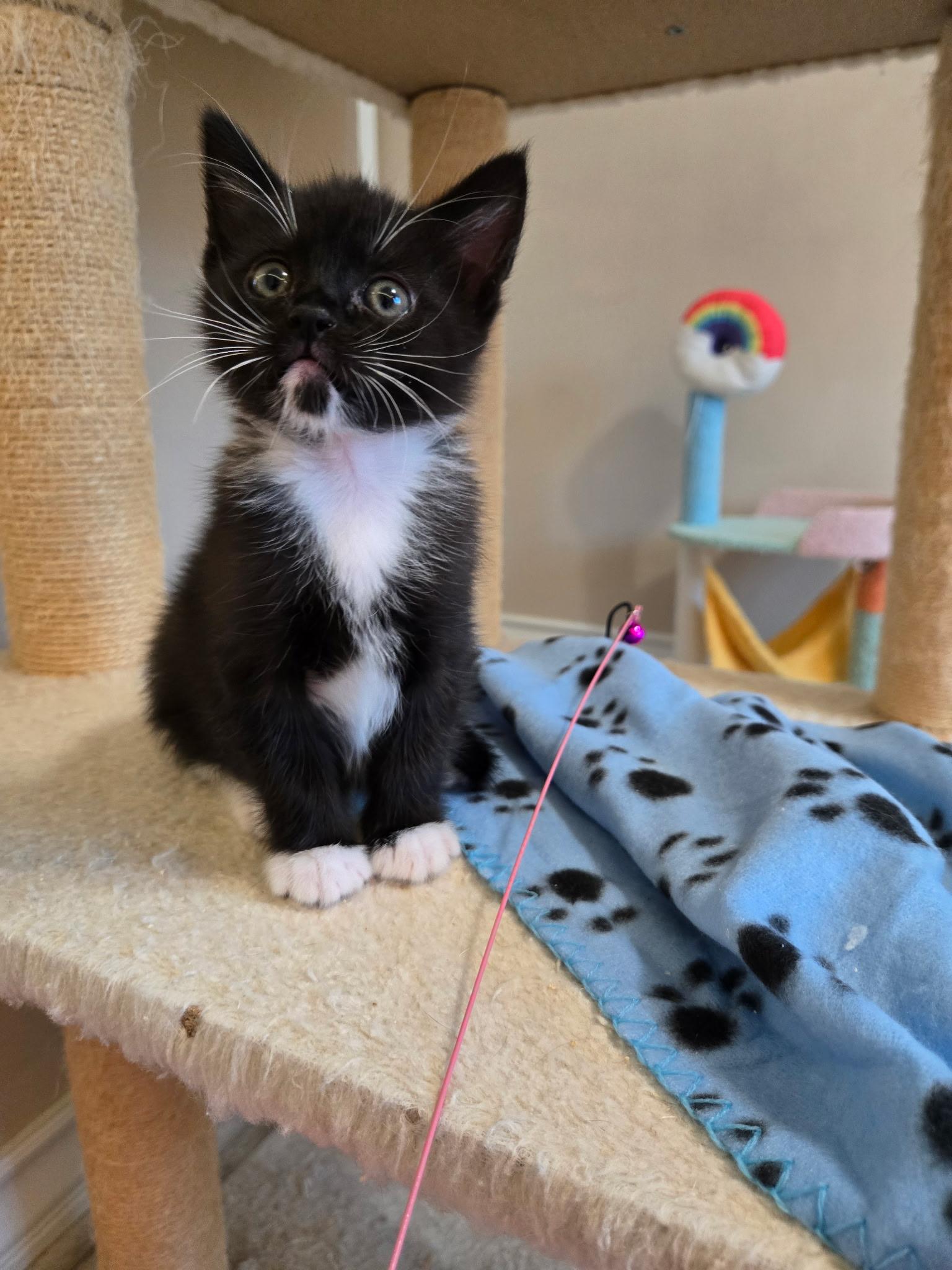 Enlarge Lucky , a ADOPTABLE Domestic Short Hair in Pacific Palisades, CA image 3/6