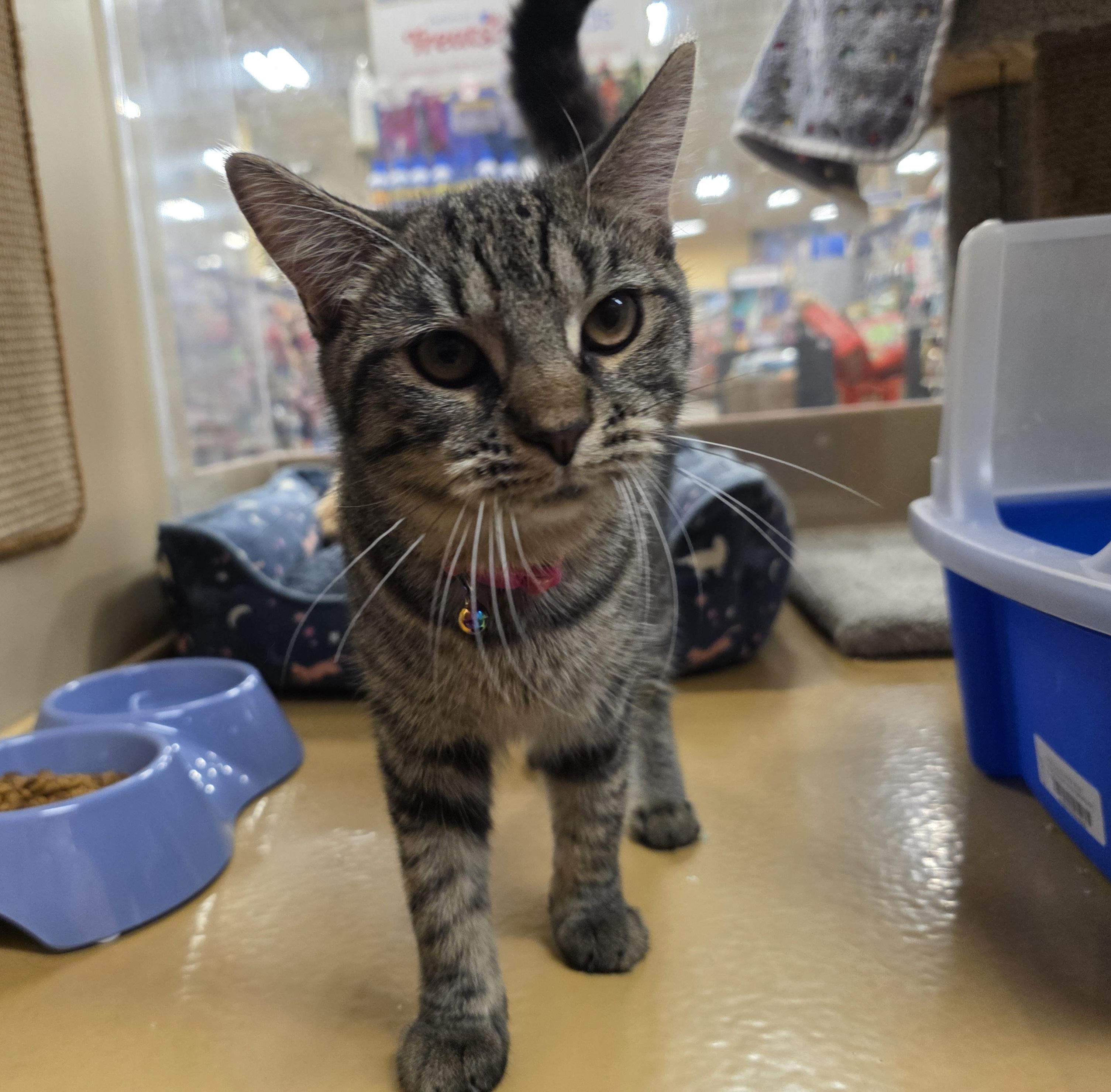 Autumn (Meet Autumn @ North Bergen PetSmart Adoption Event Sun 7/13 1-4PM) 2