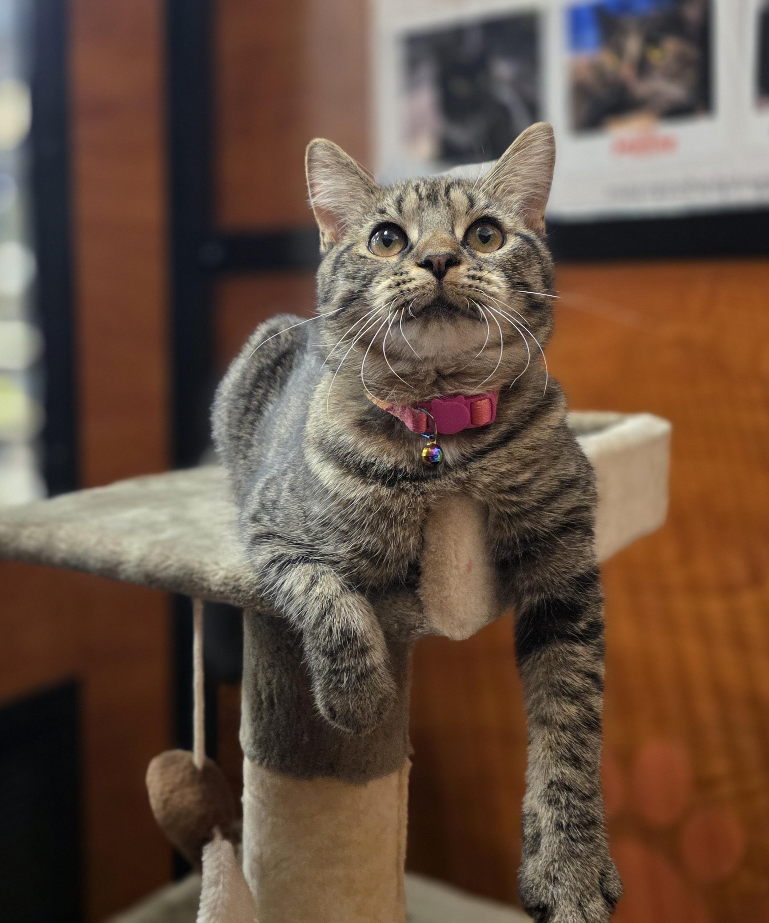 Autumn (Meet Autumn @ North Bergen PetSmart Adoption Event Sun 7/13 1-4PM)