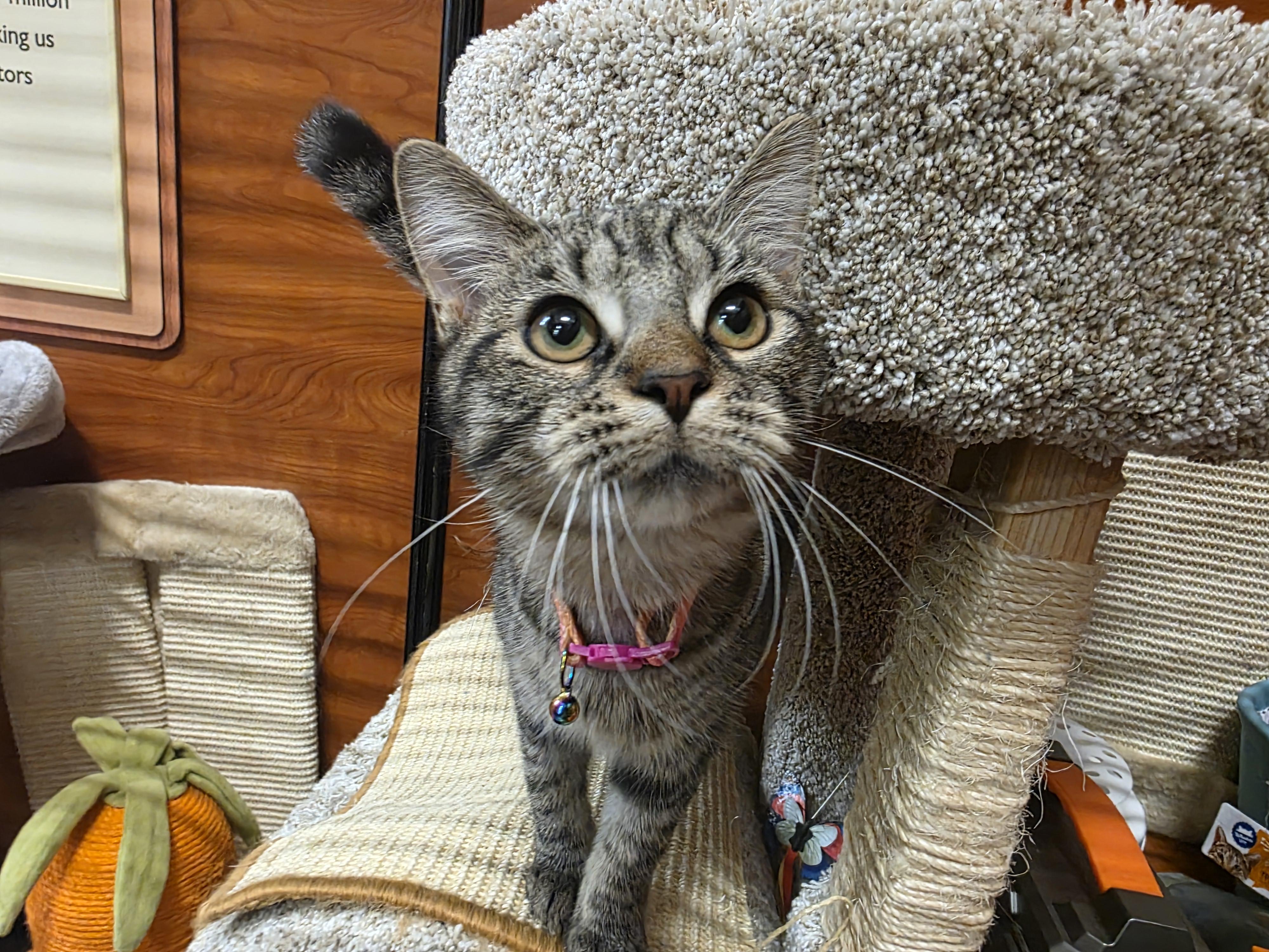 Autumn (Meet Autumn @ North Bergen PetSmart Adoption Event Sun 7/13 1-4PM) 3