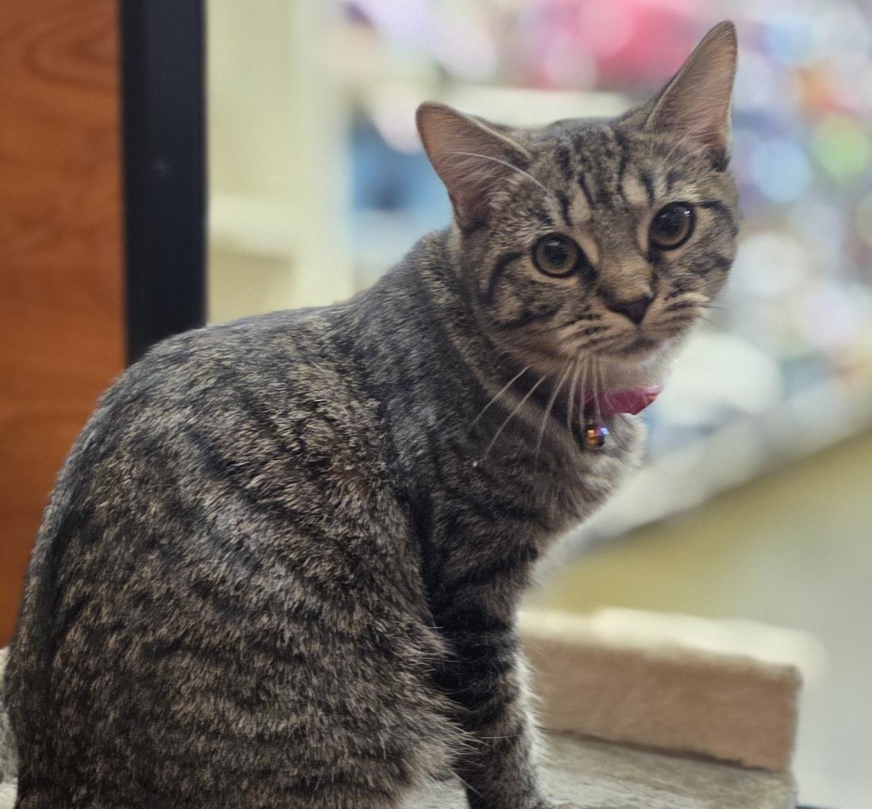 Autumn (Meet Autumn @ North Bergen PetSmart Adoption Event Sun 7/13 1-4PM) 4