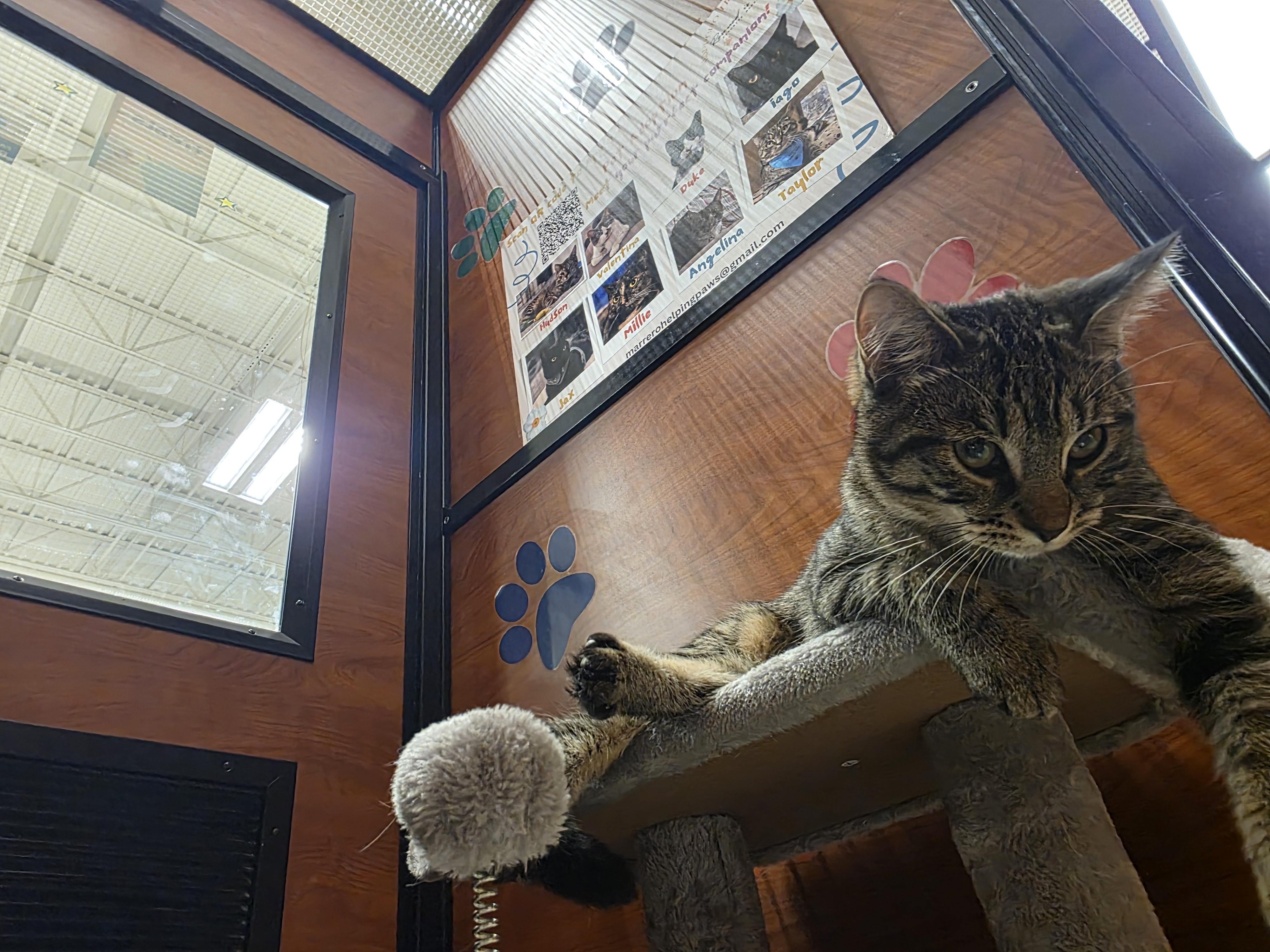 Autumn (Meet Autumn @ North Bergen PetSmart Adoption Event Sun 7/13 1-4PM) 5