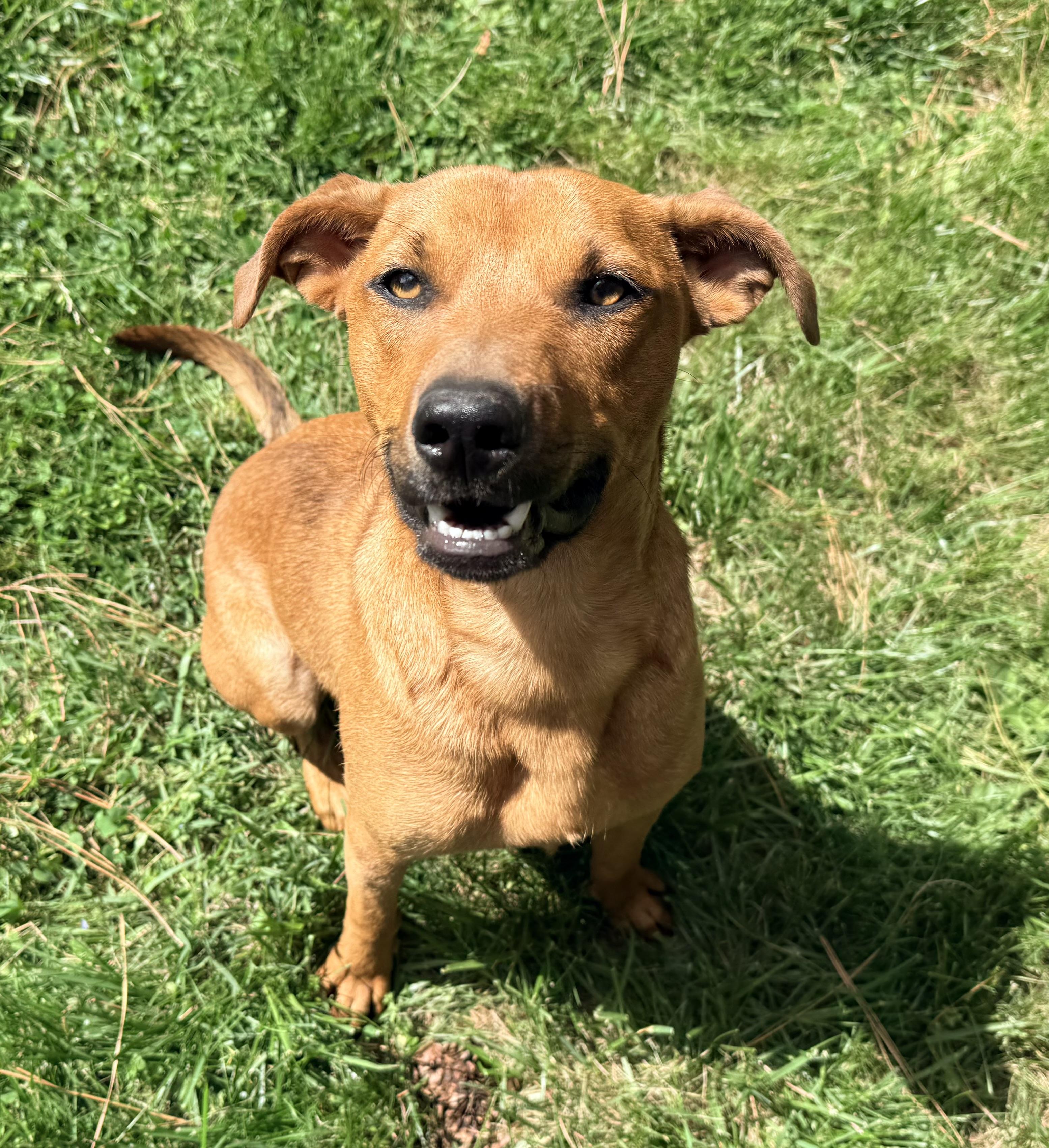 Enlarge Iggy, a ADOPTABLE mixed breed in Catlett, VA image 3/6