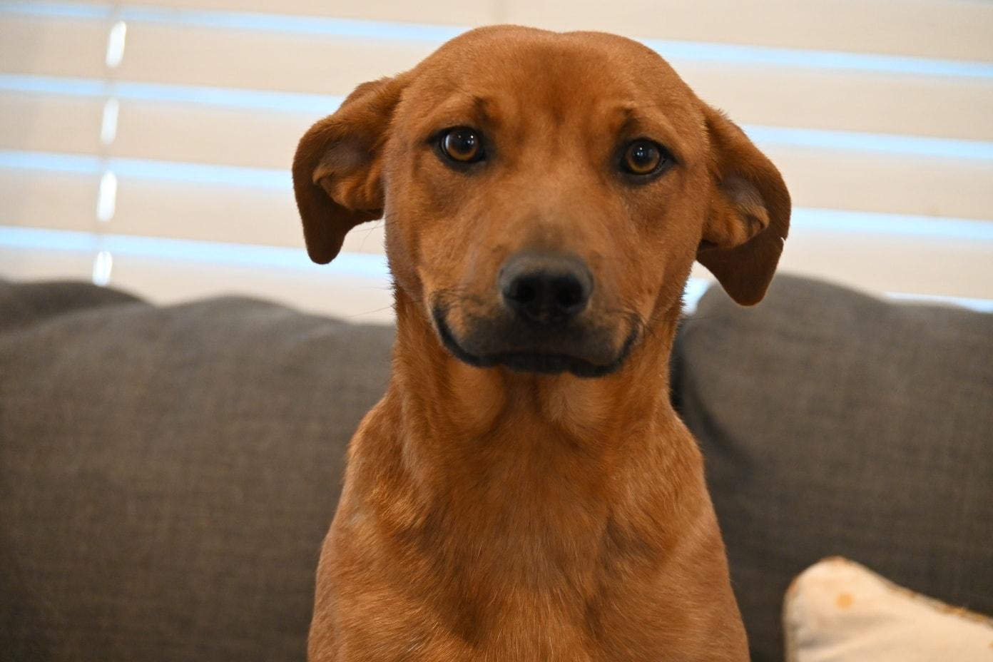 Iggy, ADOPTABLE, Young Male Plott Hound.