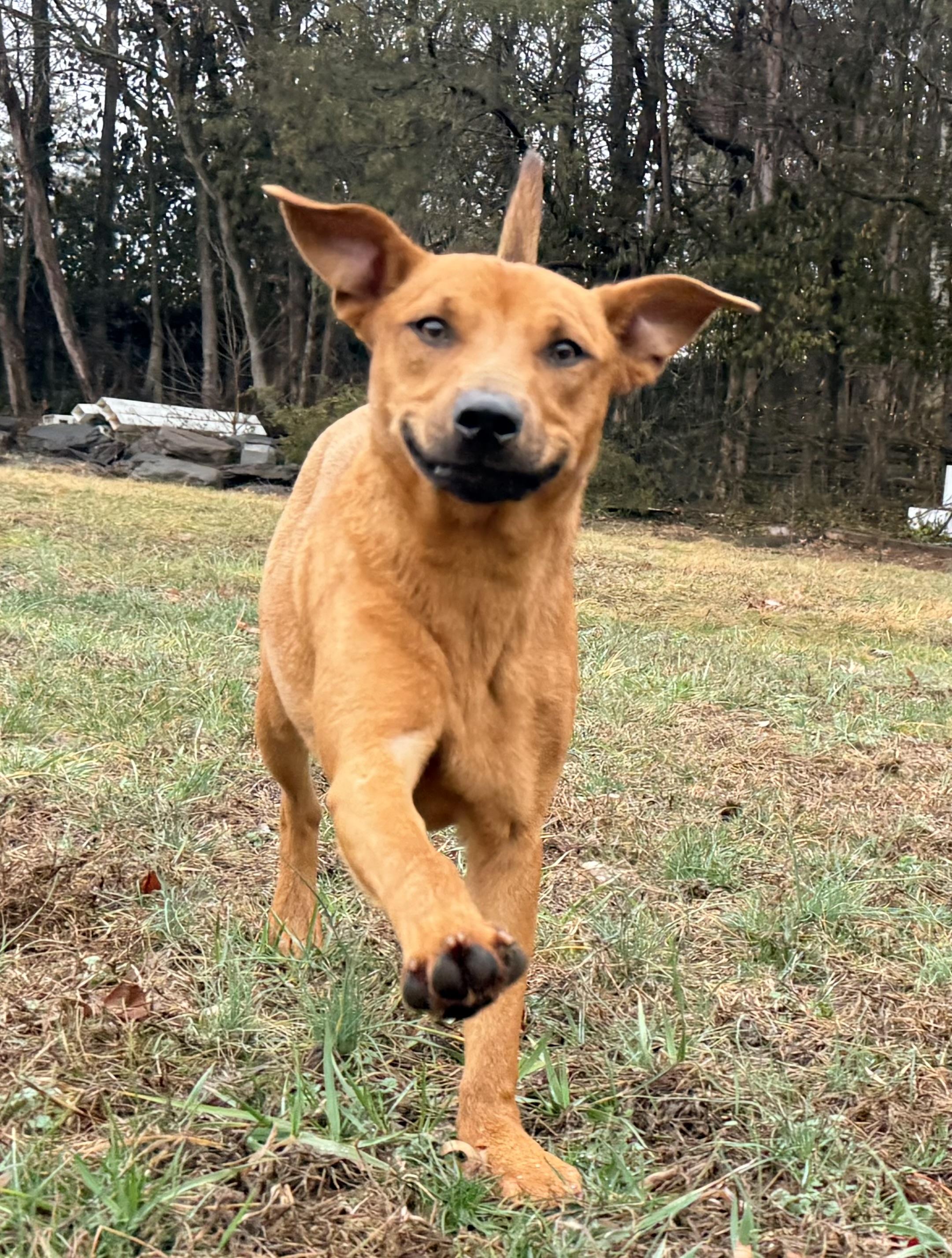 Enlarge Iggy, a ADOPTABLE mixed breed in Catlett, VA image 5/6