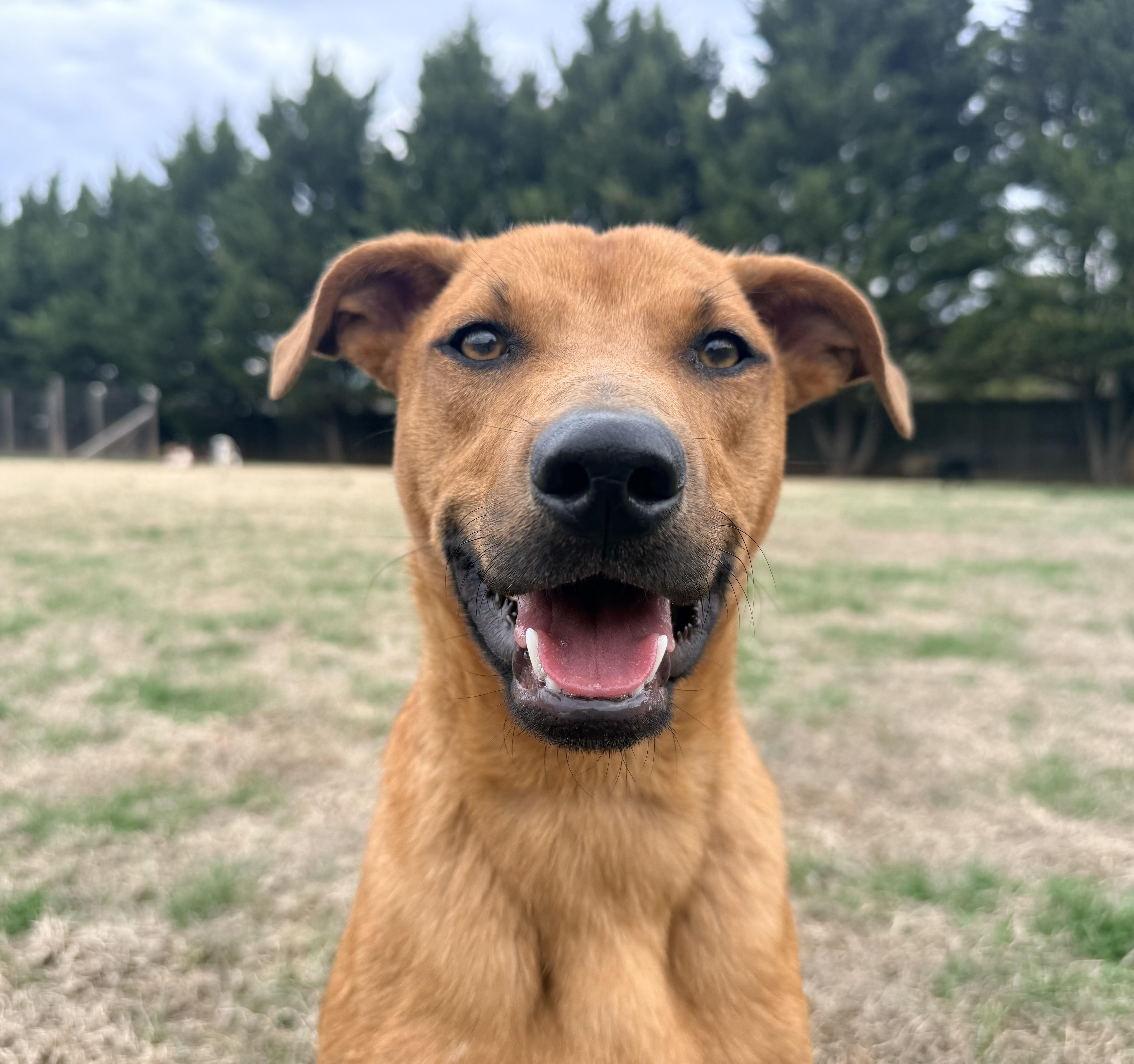 Enlarge Iggy, a ADOPTABLE mixed breed in Catlett, VA image 2/6