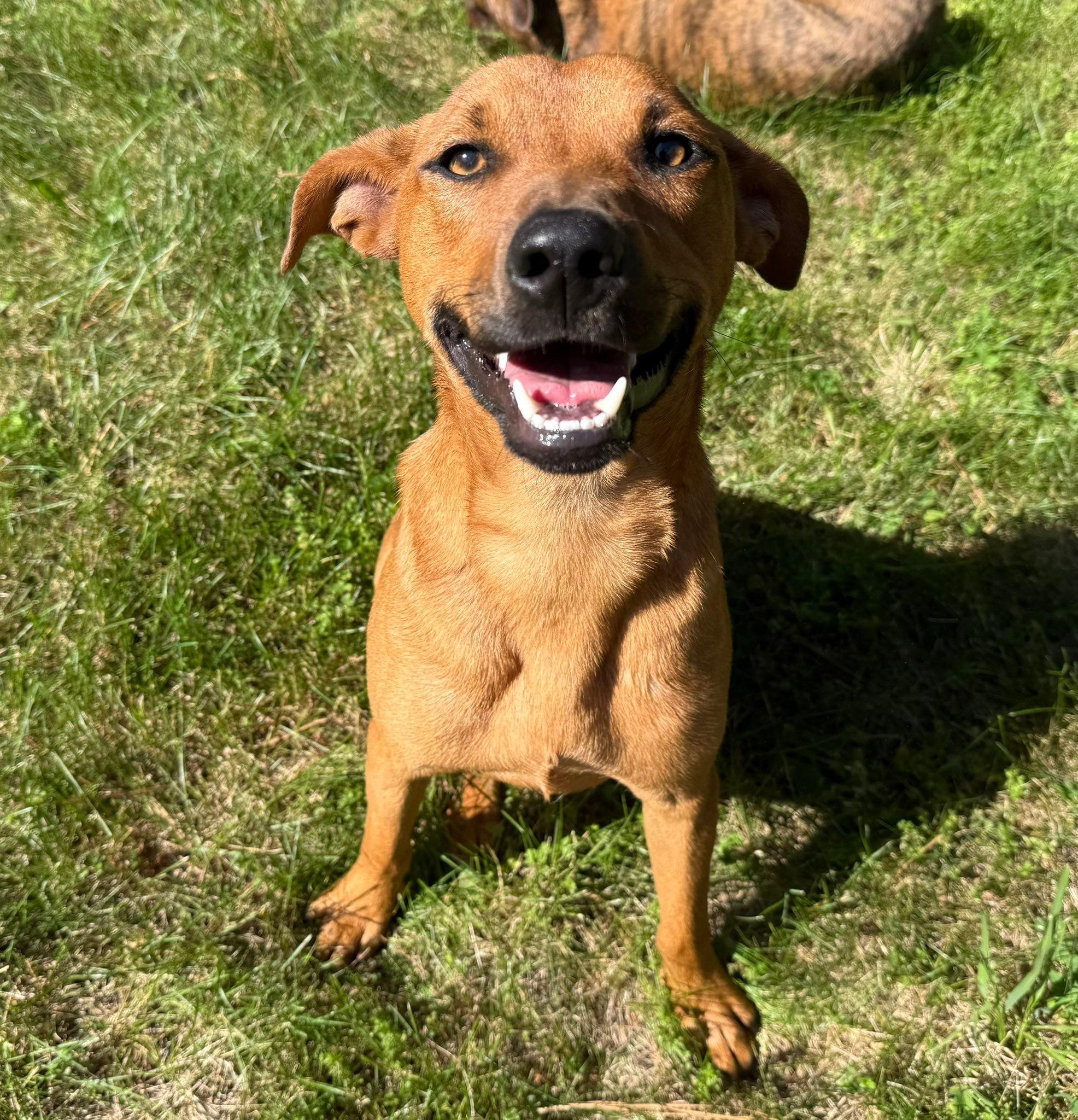 Enlarge Iggy, a ADOPTABLE mixed breed in Catlett, VA image 6/6
