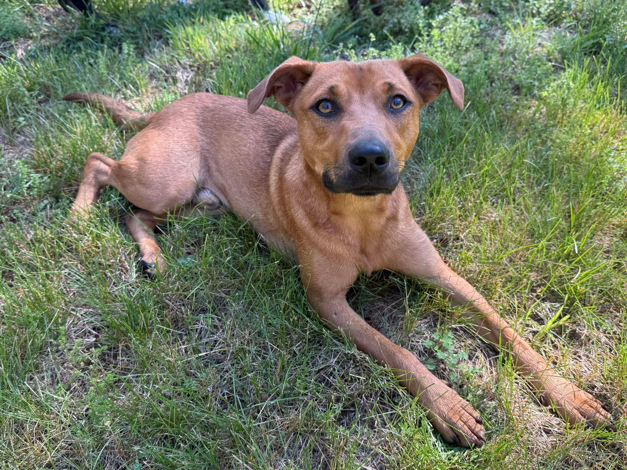 Enlarge Iggy, a ADOPTABLE mixed breed in Catlett, VA image 4/6