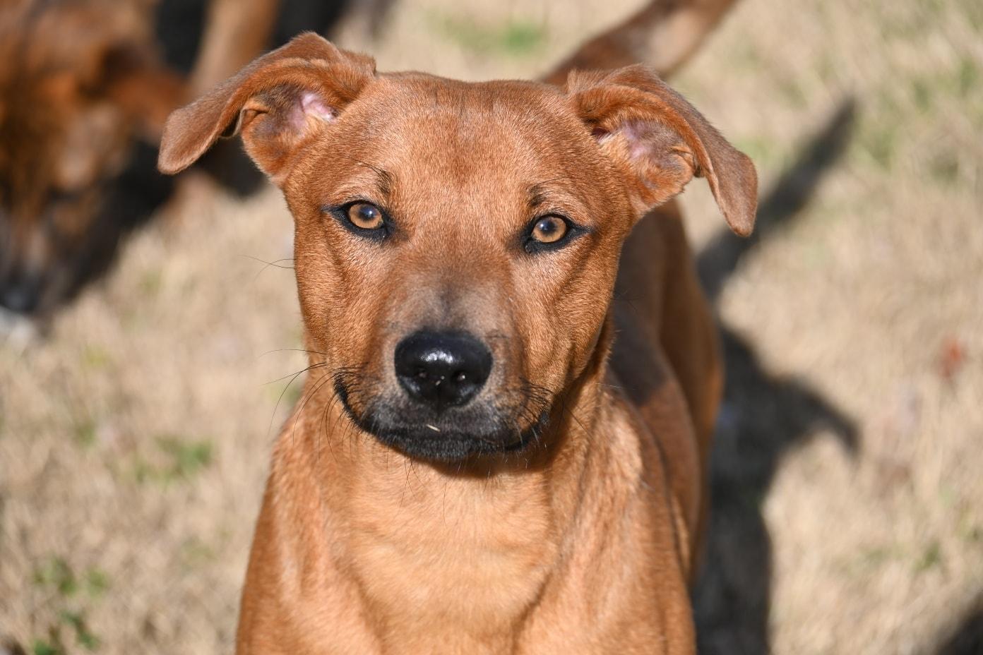 Enlarge Iggy, a ADOPTABLE mixed breed in Catlett, VA image 1/5