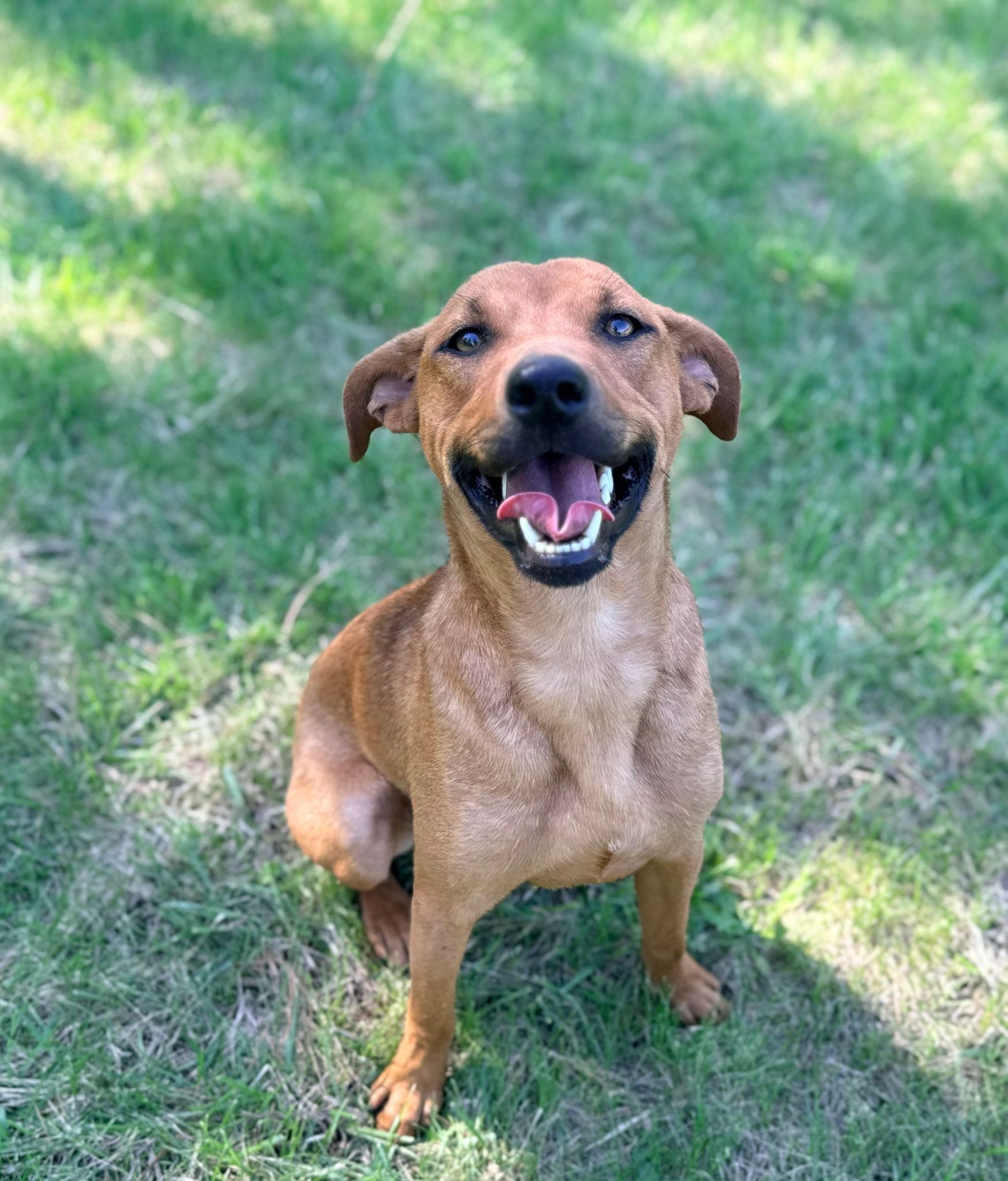 Iggy, ADOPTABLE, Young Male Plott Hound.