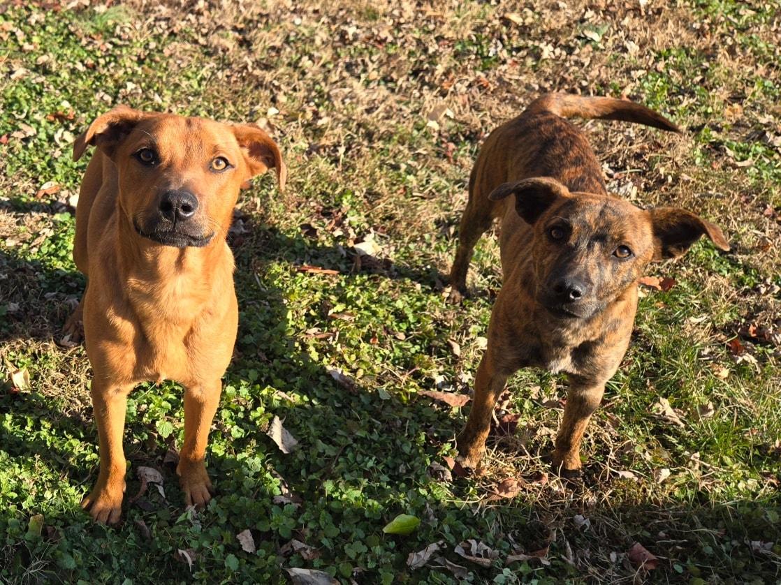Enlarge Iggy, a ADOPTABLE mixed breed in Catlett, VA image 3/5