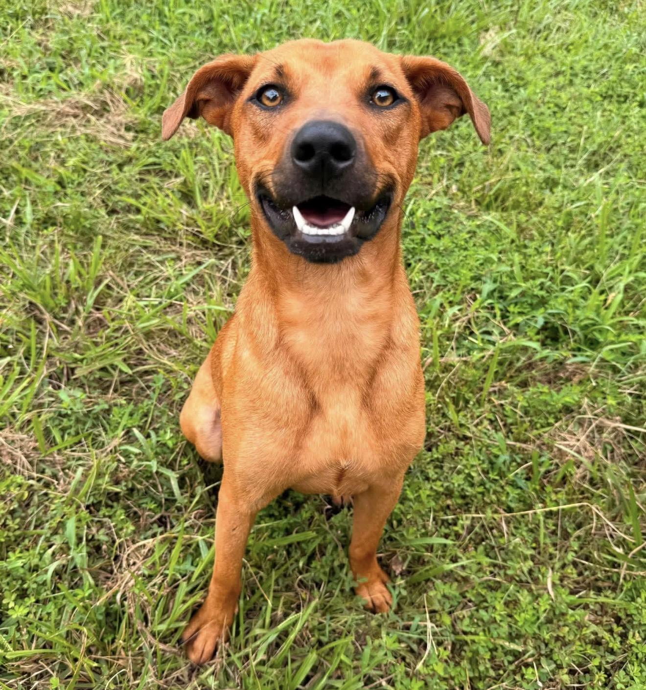 Iggy, ADOPTABLE, Young Male Plott Hound.