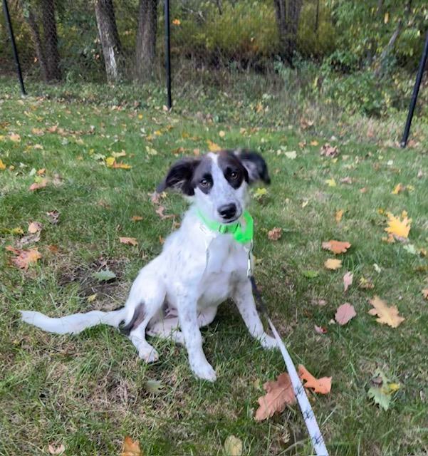 Enlarge JayCe, a Adopted mixed breed in Medfield, MA image 1/5