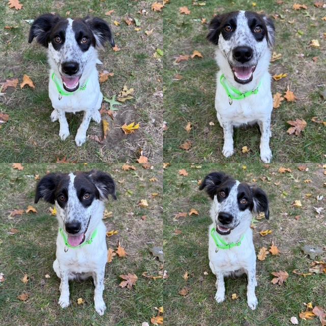 Enlarge JayCe, a Adopted mixed breed in Medfield, MA image 5/5