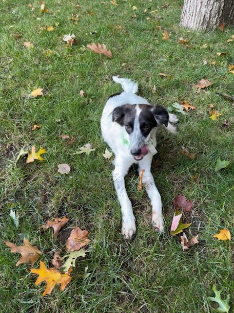 Enlarge JayCe, a Adopted mixed breed in Medfield, MA image 3/5