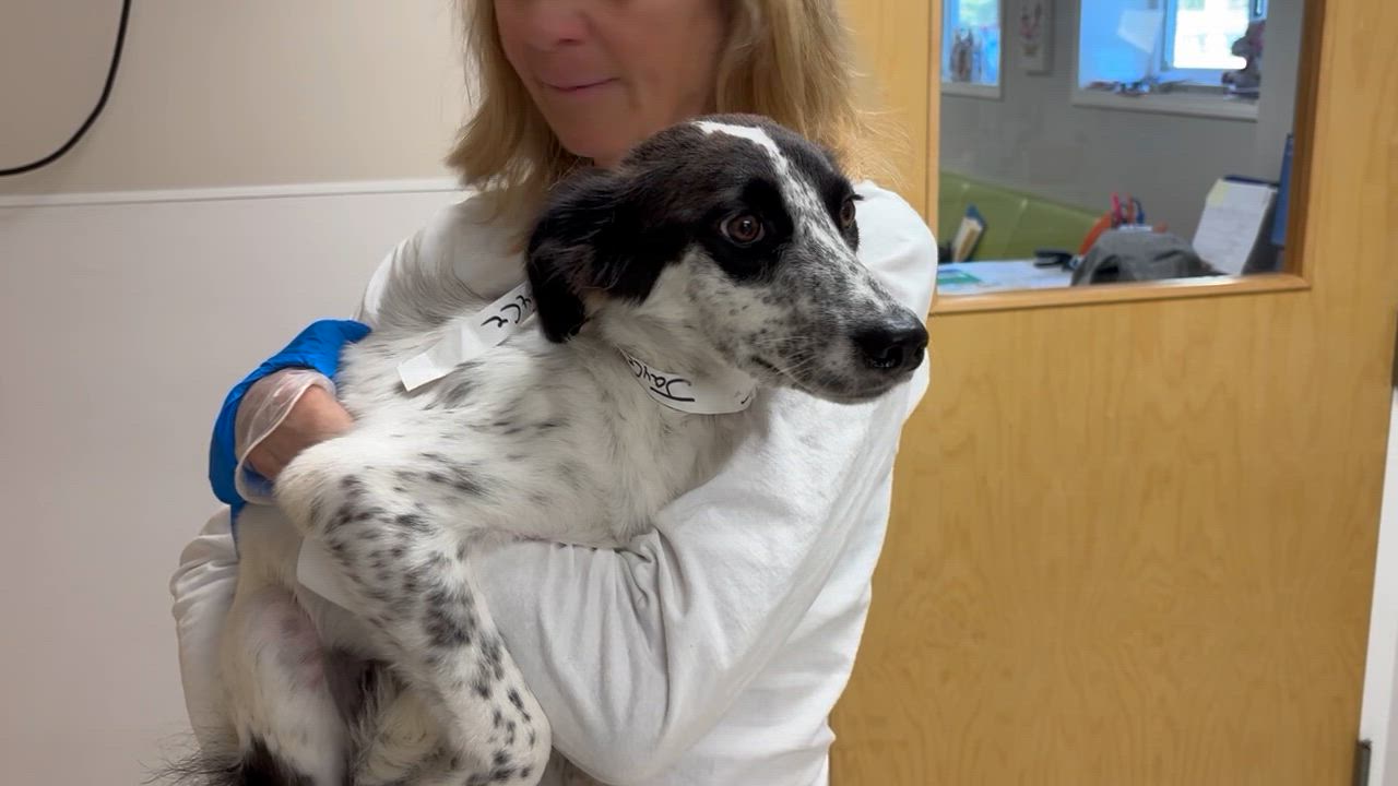 Enlarge JayCe, a Adopted mixed breed in Medfield, MA video 4/5