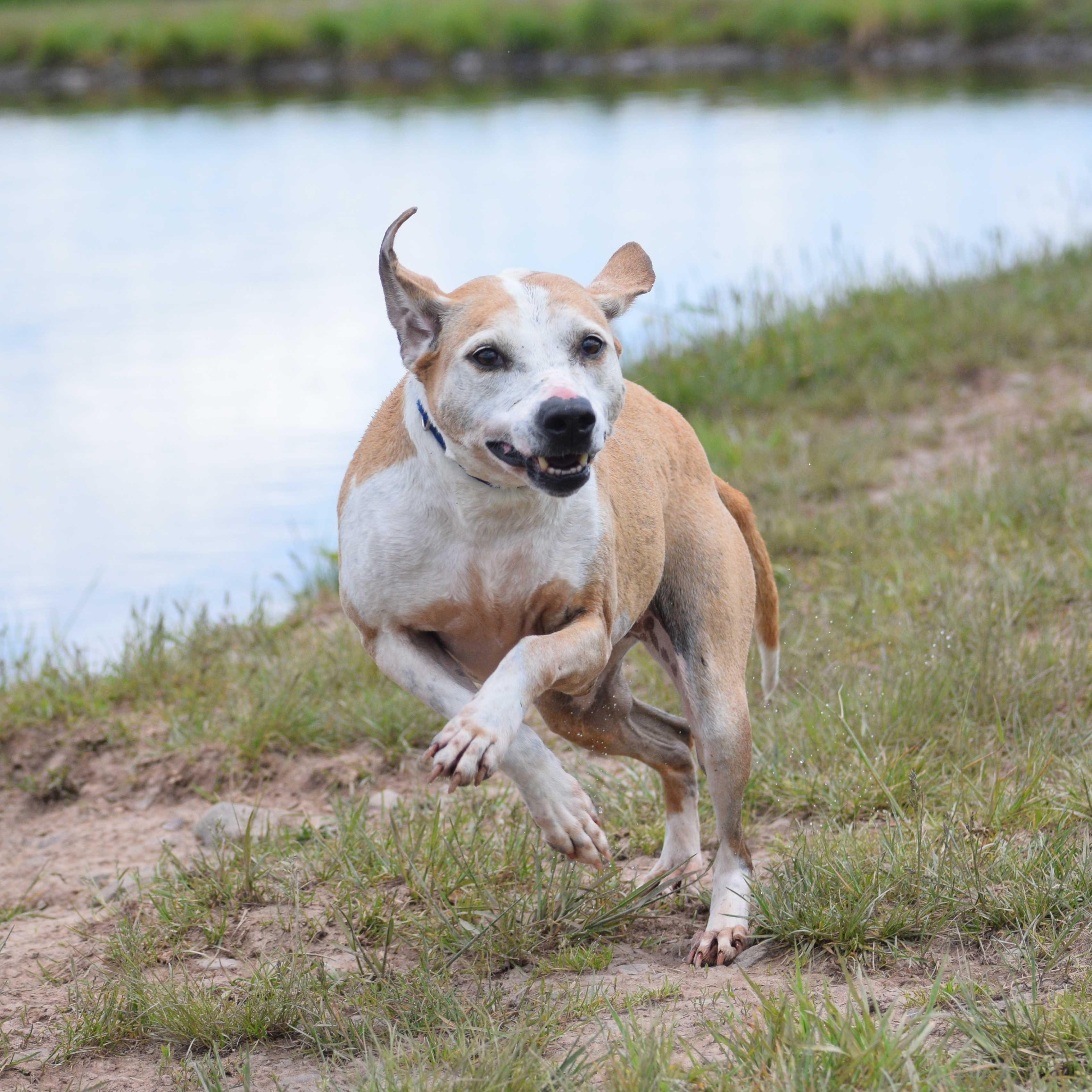 Carrie Bradshaw, a Adoptable Coonhound in Hancock, NY image 6/6