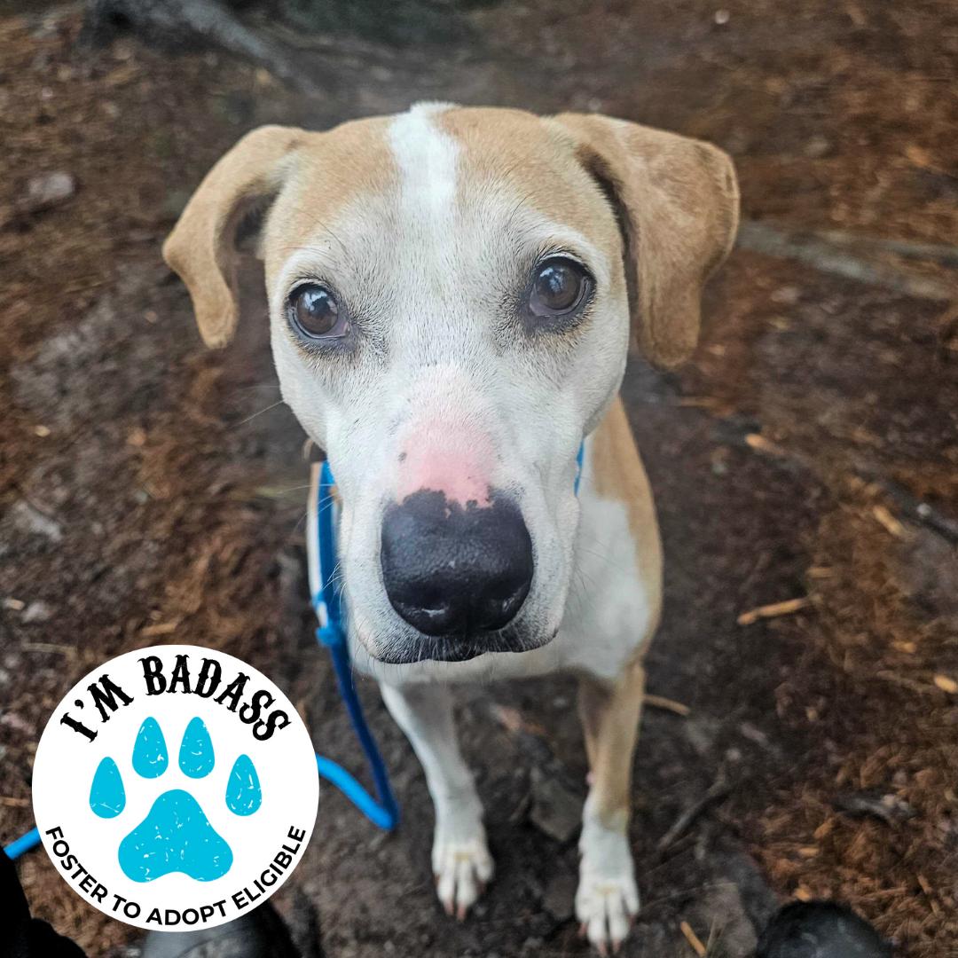 Carrie Bradshaw, Adoptable, Senior Female Coonhound.