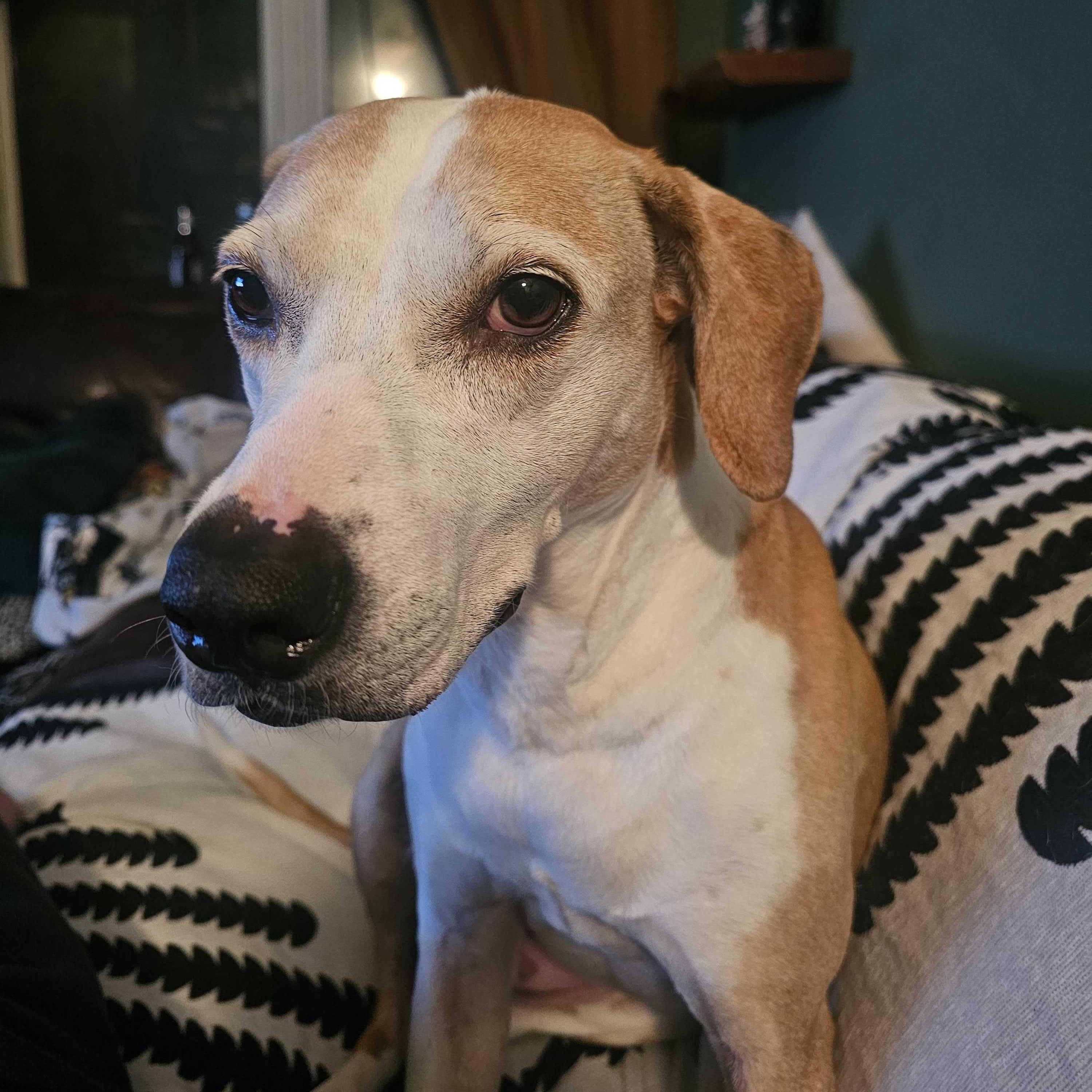 Carrie Bradshaw, a Adoptable Coonhound in Hancock, NY image 3/6