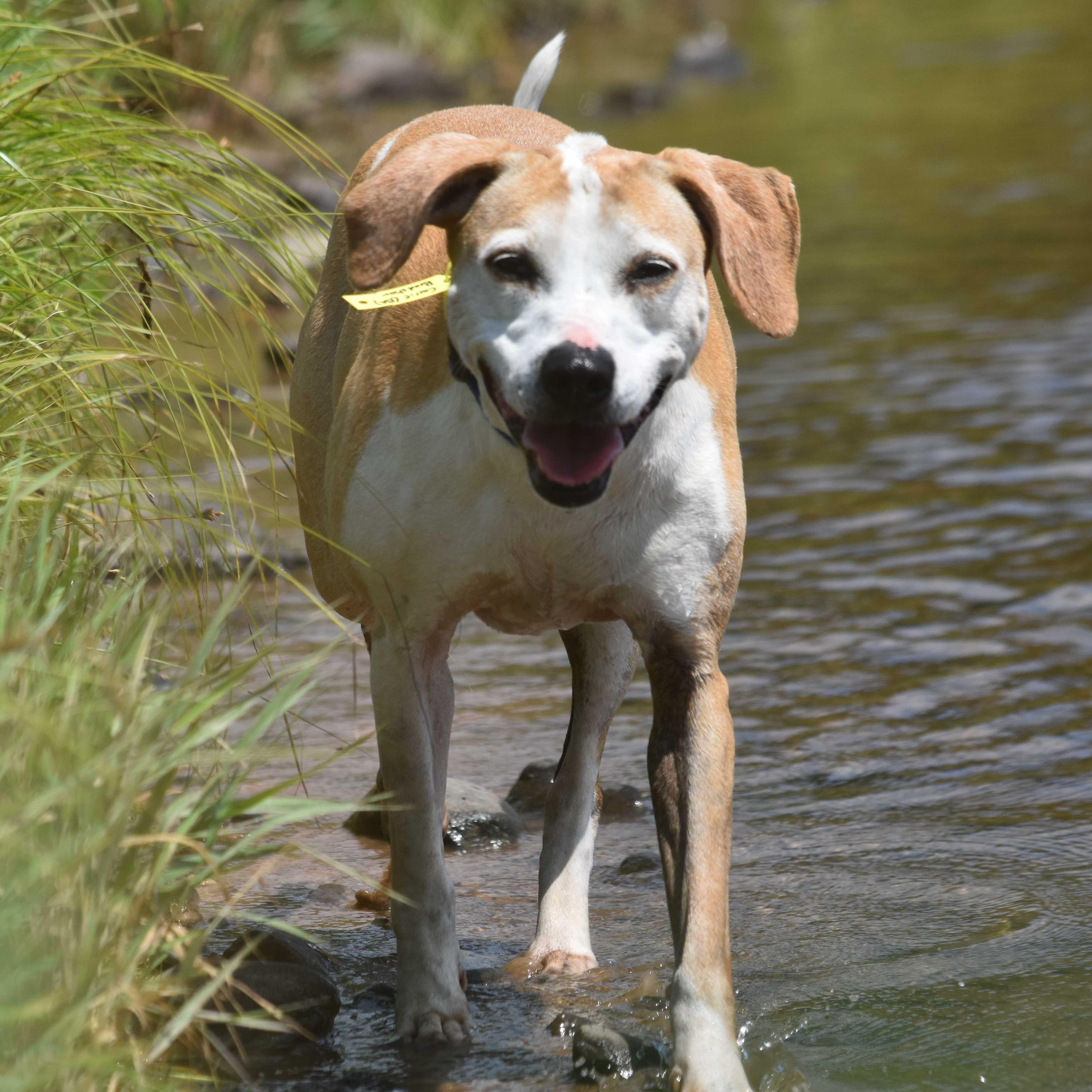 Carrie Bradshaw, a Adoptable Coonhound in Hancock, NY image 5/6