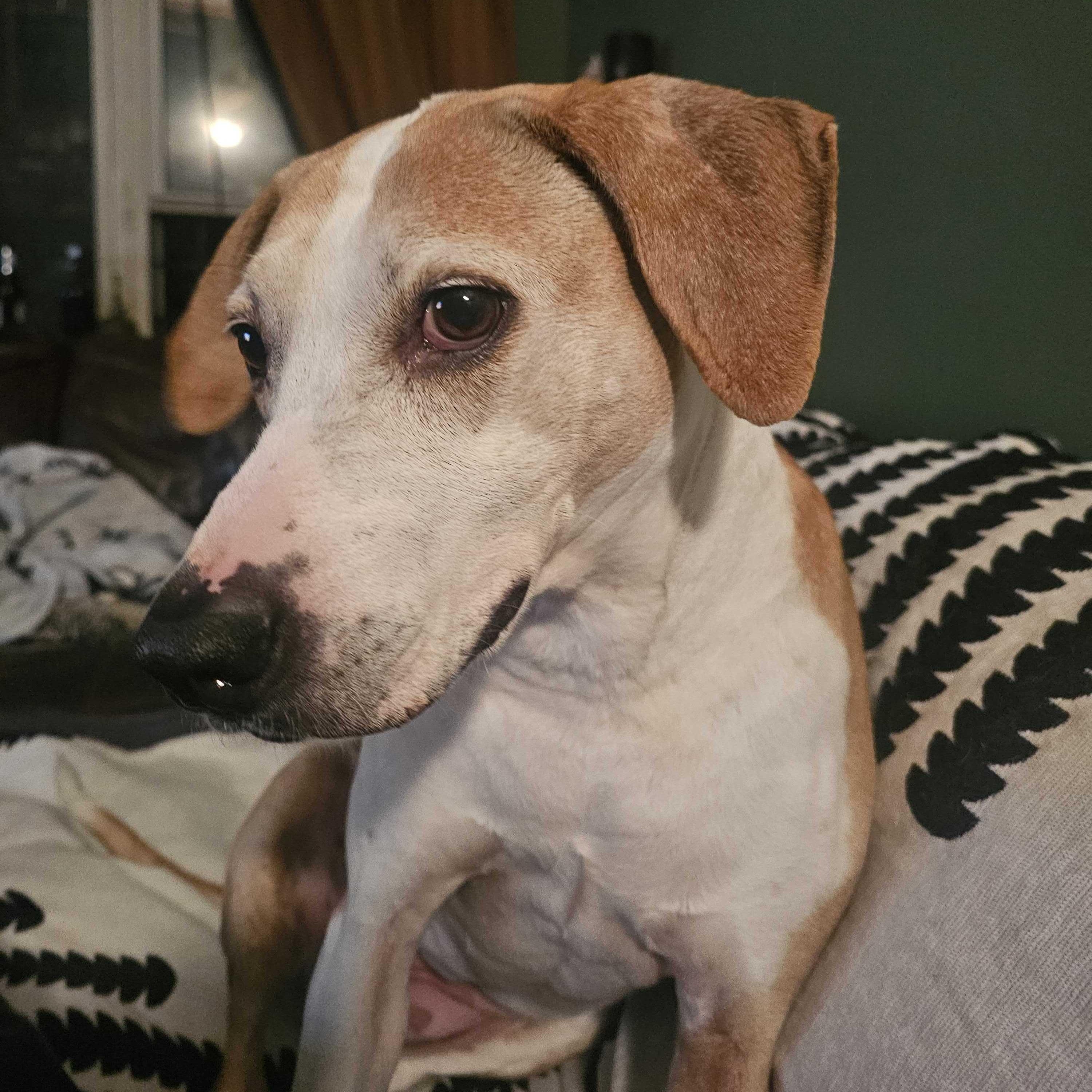 Carrie Bradshaw, a Adoptable Coonhound in Hancock, NY image 2/6