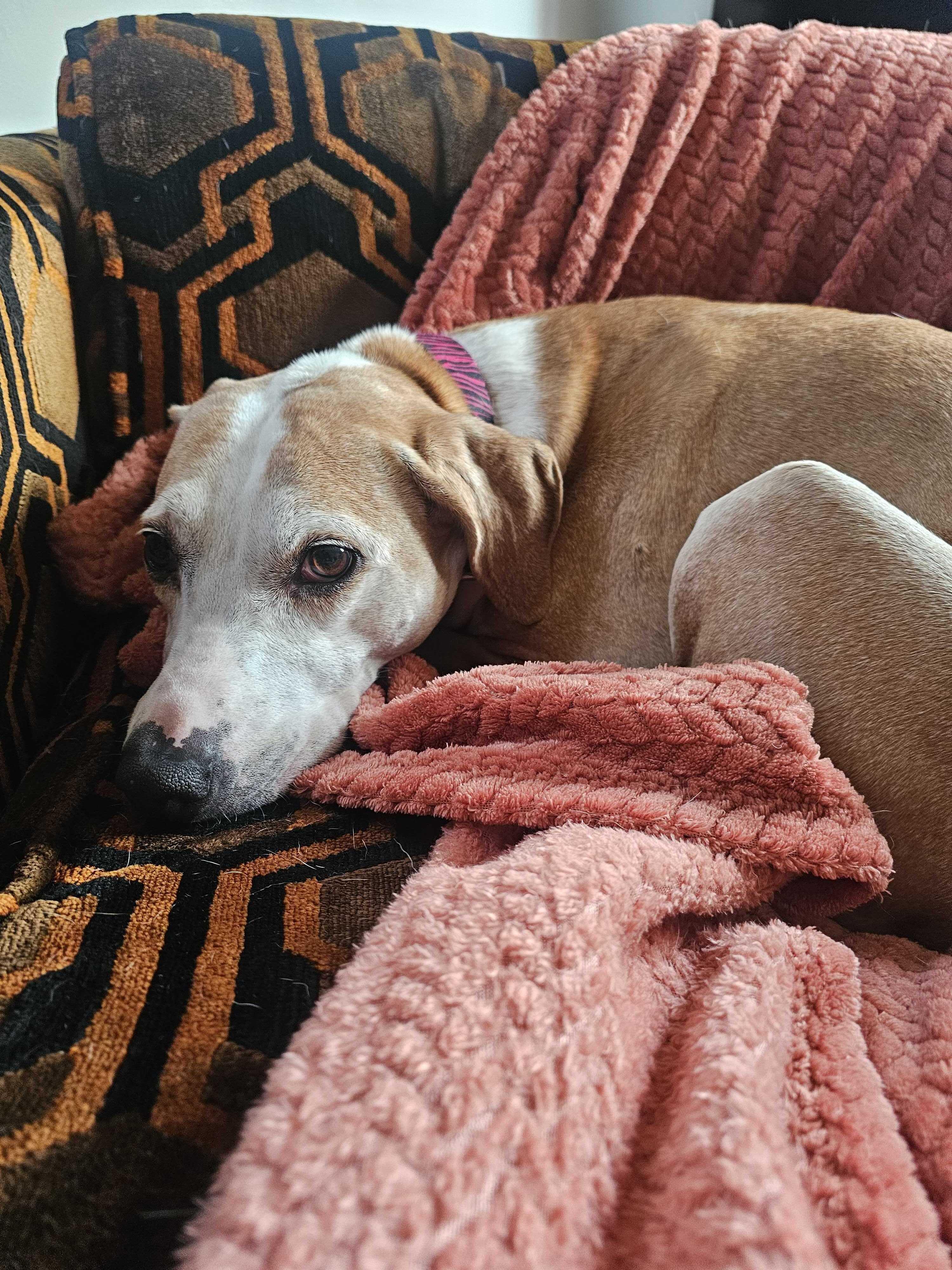 Carrie Bradshaw, a Adoptable Coonhound in Hancock, NY image 4/6