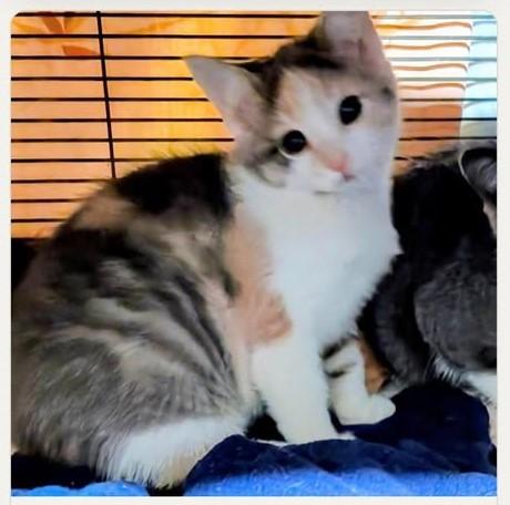 Enlarge Zara, a Adoptable Domestic Short Hair in Midland, MI image 1/2