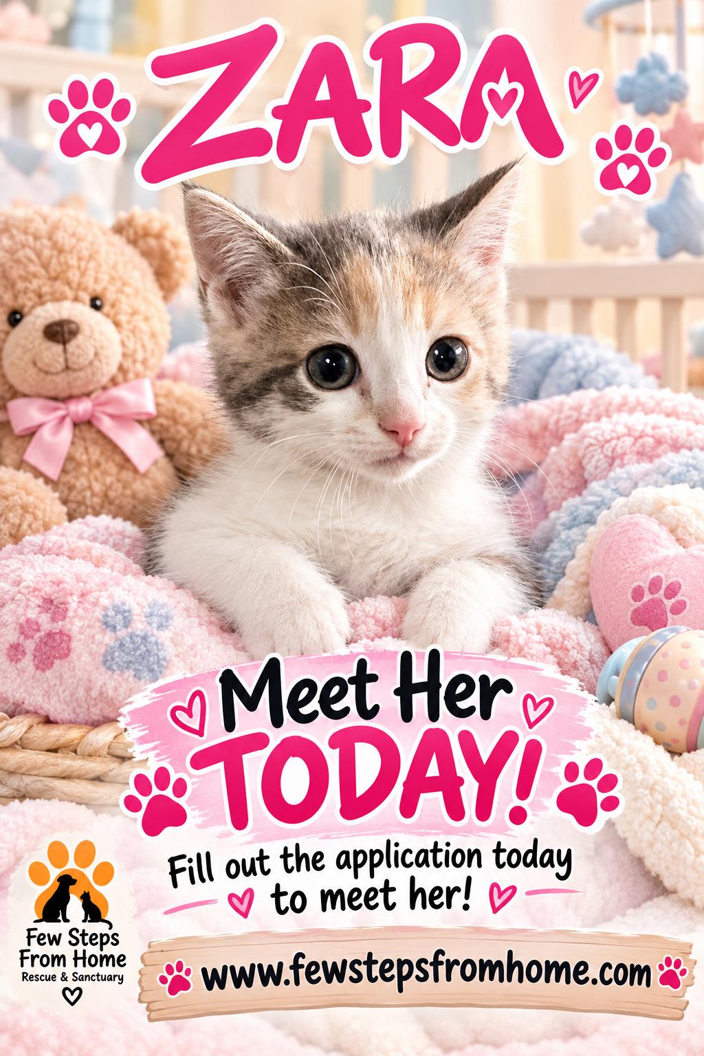 Enlarge Zara, a Adoptable Domestic Short Hair in Midland, MI image 2/2