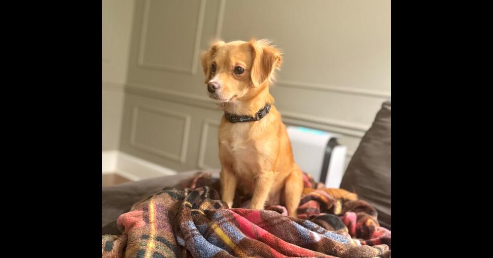 Nori, Adoptable, Adult Female Chihuahua.