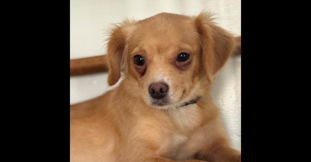 Enlarge Nori, a Adoptable mixed breed in Wake Forest, NC image 2/4