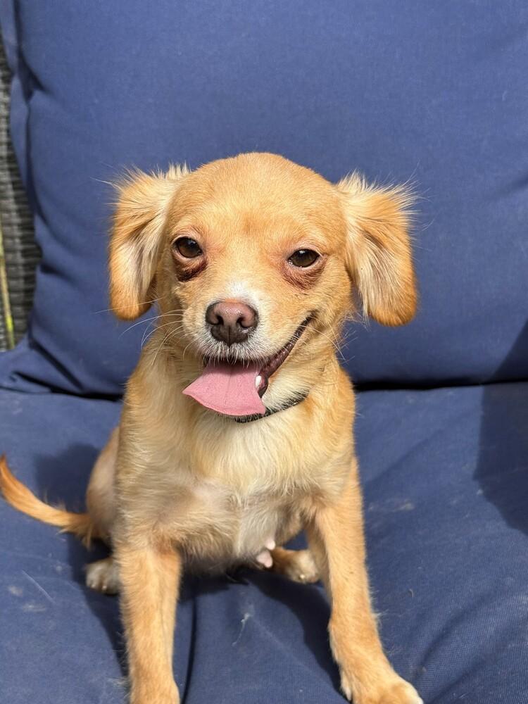 Enlarge Nori, a Adoptable mixed breed in Wake Forest, NC image 3/4