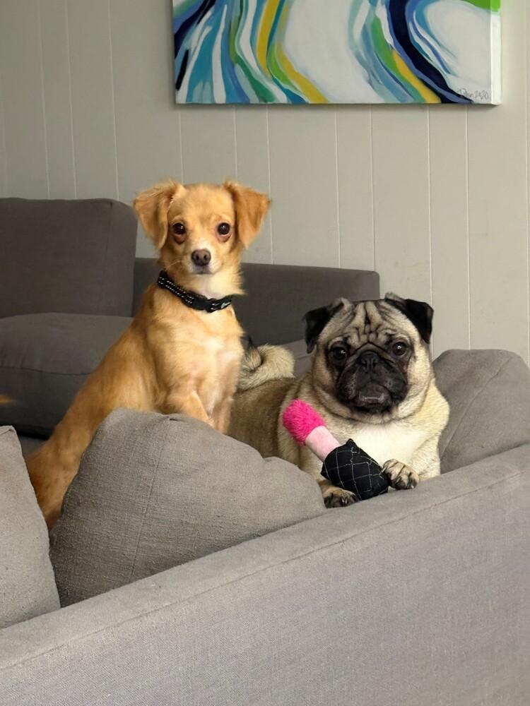 Enlarge Nori, a Adoptable mixed breed in Wake Forest, NC image 4/4