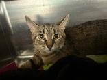 Enlarge Sophia, a ADOPTABLE Domestic Short Hair in Manitowoc, WI image 1/1