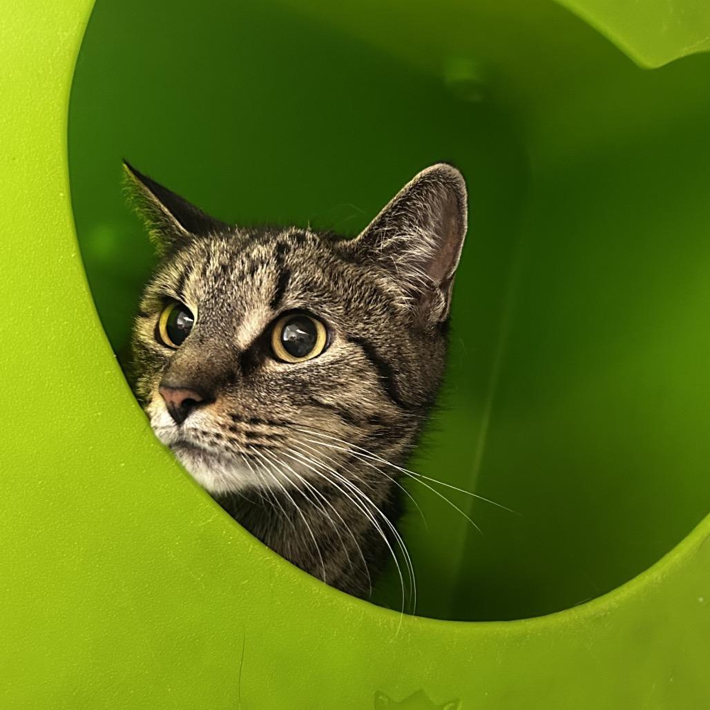 Silas, Adoptable, Senior Female Domestic Short Hair.