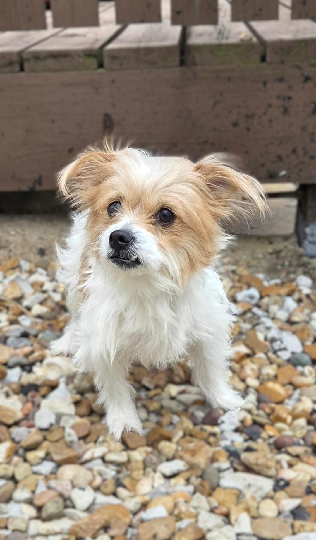 Lily, Adoptable, Young Female Yorkshire Terrier & Corgi.