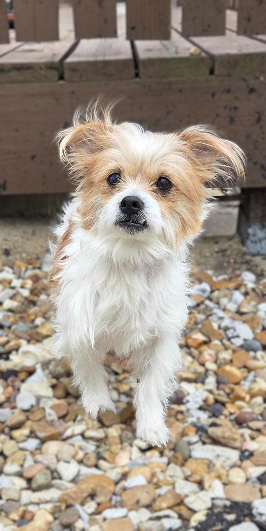 Lily, a Adoptable mixed breed in Bridgeton, MO image 2/4