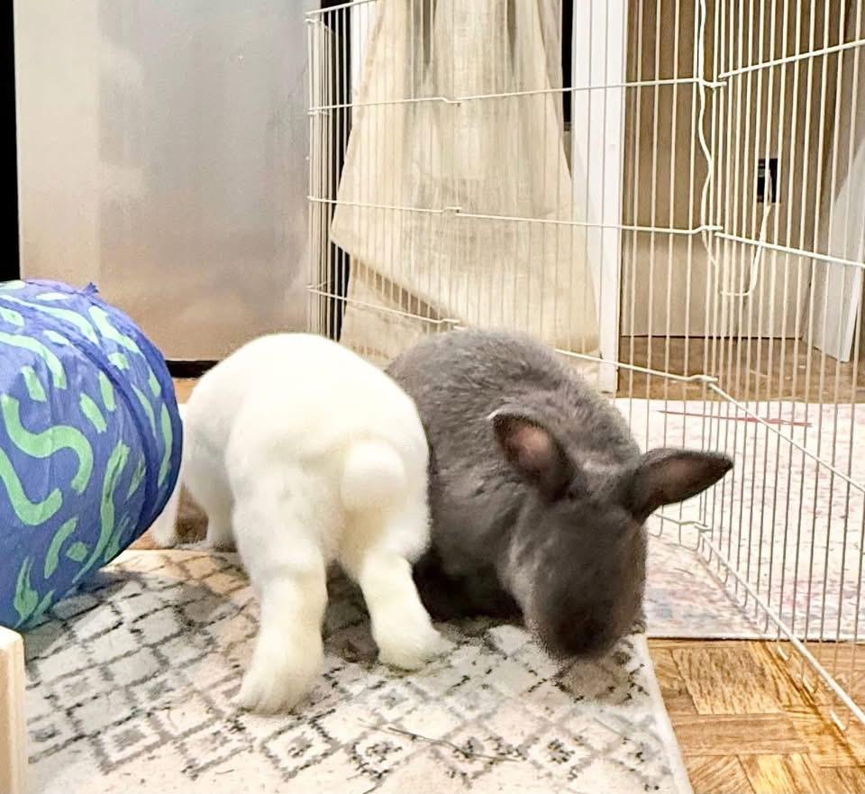 Carrot Cake and Frosting , ADOPTABLE, Adult Female Holland Lop.