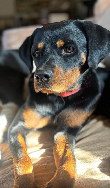 Enlarge Delia 50751, a Adoptable Mixed Breed in Oklahoma City, OK image 1/1